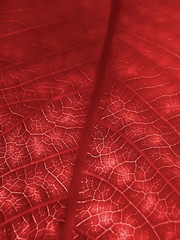 Obraz na płótnie Canvas red leaf texture