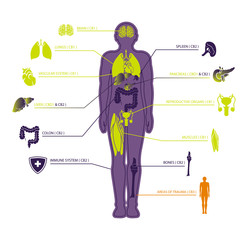 human endocannabinoid system with CBD1 & CBD2