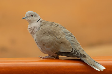 A collared dove (Streptopelia decaocto) sits on a ledge in the United Arab Emirates.