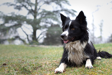 A dirty and wet border collie puppy posing happy in the countryside