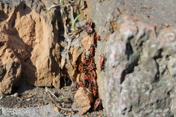bug bedbug fireman in wood