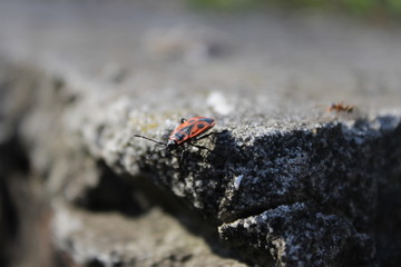 bug bedbug fireman in wood