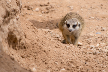 A meerkat walking towards camera out on the rocks in the desert (Suricata suricatta).