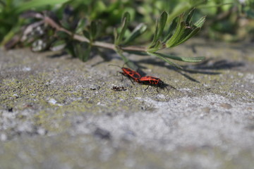bug bedbug fireman in wood