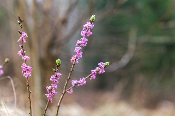 Blooming daphne mezereum . Beautiful mezereon blossoms in spring. Branch with flowers of mezereum,...