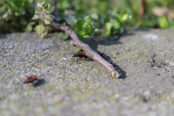 bug bedbug fireman in wood