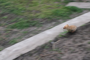 dog on walk in park