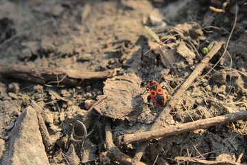 bug bedbug fireman in wood