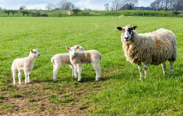 Dalesbred ewe, mother sheep with three lambs in Springtime.  Yorkshire Dales, England.  Landscape, Horizontal.  Space for copy.