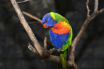 coconut lorikeet