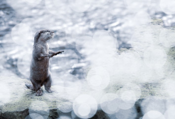 Otter with bokeh and space to the side 
