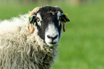 Swaledale Ewe facing right with clean green background. Yorkshire Dales, England.  Landscape, Horizontal.  Space for copy.