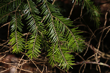 Fir branch in spring forest close up