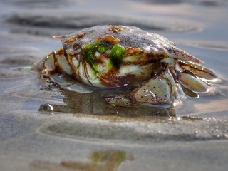 A tiny crab stranded on the sea shore during the low tide.