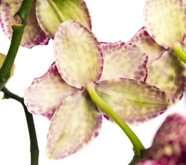 orchid close up view solated on white background