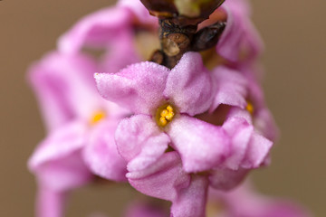 Blooming daphne mezereum . Beautiful mezereon blossoms in spring. Branch with flowers of mezereum,...