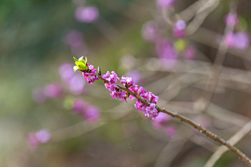 Blooming daphne mezereum . Beautiful mezereon blossoms in spring. Branch with flowers of mezereum,...