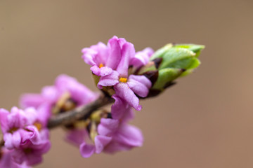 Blooming daphne mezereum . Beautiful mezereon blossoms in spring. Branch with flowers of mezereum,...