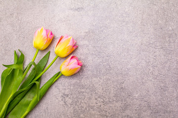 Spring concept. Gentle tulip on stone background. Card, wallpaper, copy space, top view.
