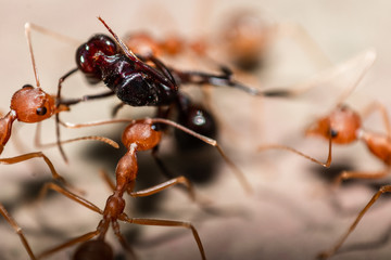 Red/Weaver ants tearing their prey apart, macro shot