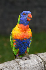 coconut lorikeet