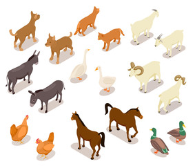 Farm animals isometric. Horse and dog, cat and goose, chicken and goat, ram and duck, donkey. Domestic animals vector 3d set isolated. Illustration of isometric animal farm, sheep and goat