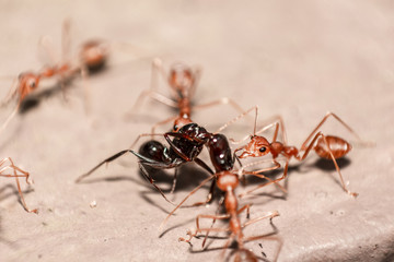 Red/Weaver ants tearing their prey apart, macro shot