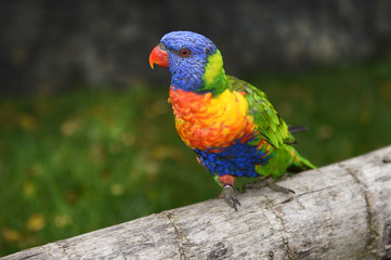 coconut lorikeet