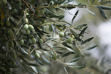 branch of a tree, olive