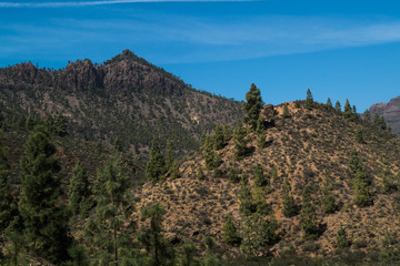 Mountain peak with spruce tree and desert look