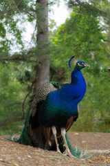 peacock with feathers out