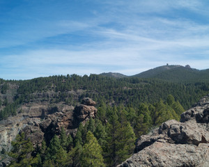 Spruce forest with rocks