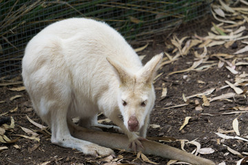 albino kangaroo in the park