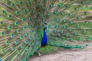 Naklejka premium peacock with feathers out