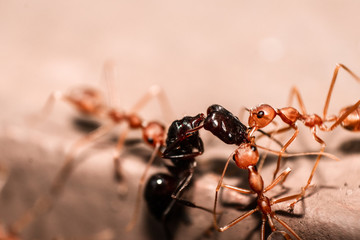 Red/Weaver ants tearing their prey apart, macro shot