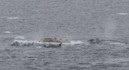Pod of Orca hunting for Crabeater Seals on an ice floe, Antarctic Peninsula © tobiasbrehm