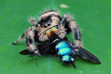 spider is eating flies