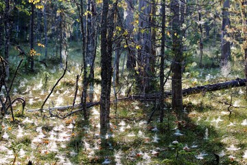 Fototapeta premium Лесные тропы