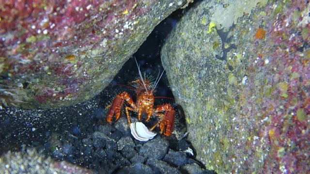 Underwater Close-Up: Bright Orange Lobster Trying to Grab Shell in Big Island, Hawaii