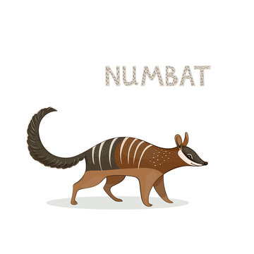 Vector illustration, a cartoon cute numbat, isolated on a white background. Animal alphabet.