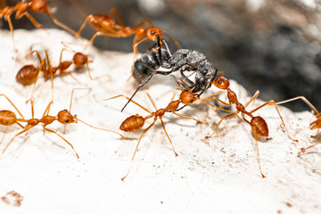 Red/Weaver ants tearing their prey apart, macro shot