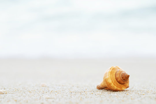 beautiful sea shell on sand with wave of on the beach over seascape in the under sunset sun light.