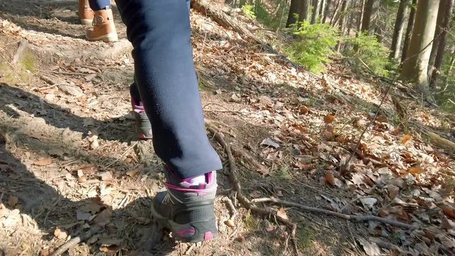Girl hiking in forest steping over roots of trees looking out of ground. Filmed on hiking trip to the mountains on beautiful autumn day.