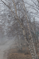 trees in the morning mist