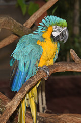 bird of all colors