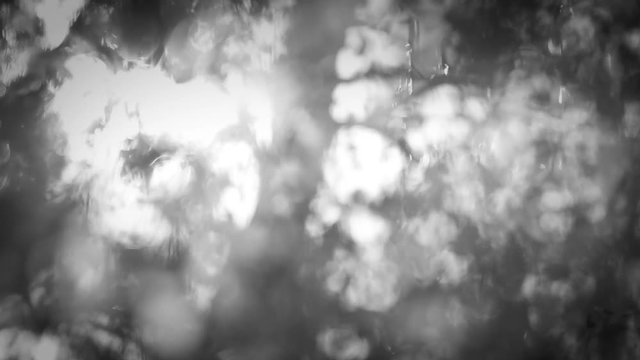 Black and white abstract natural video background. Blurry bokeh of trees outside. Real time full hd footage.