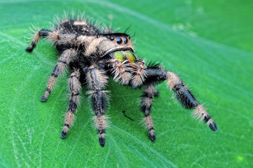 jumping spider, spider,