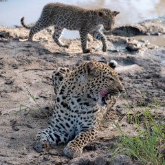 Female leopard with her young cubat a water hole in the Sabi Sands Game Reserve, Kruger, Mpumalanga, South Africa.