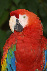 bird of all colors