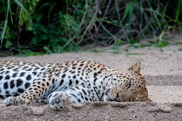 Close up of a mature male leopard sleeping in the sand at the Sabi Sands Game Reserve, Kruger, Mpumalanga, South Africa.